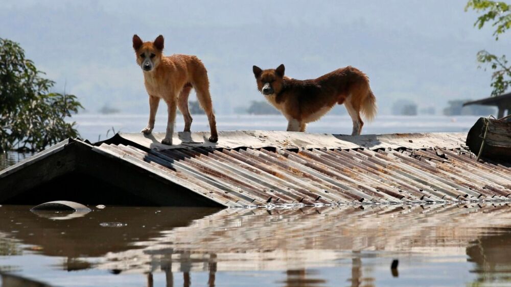 Inundación- Animales.jpeg