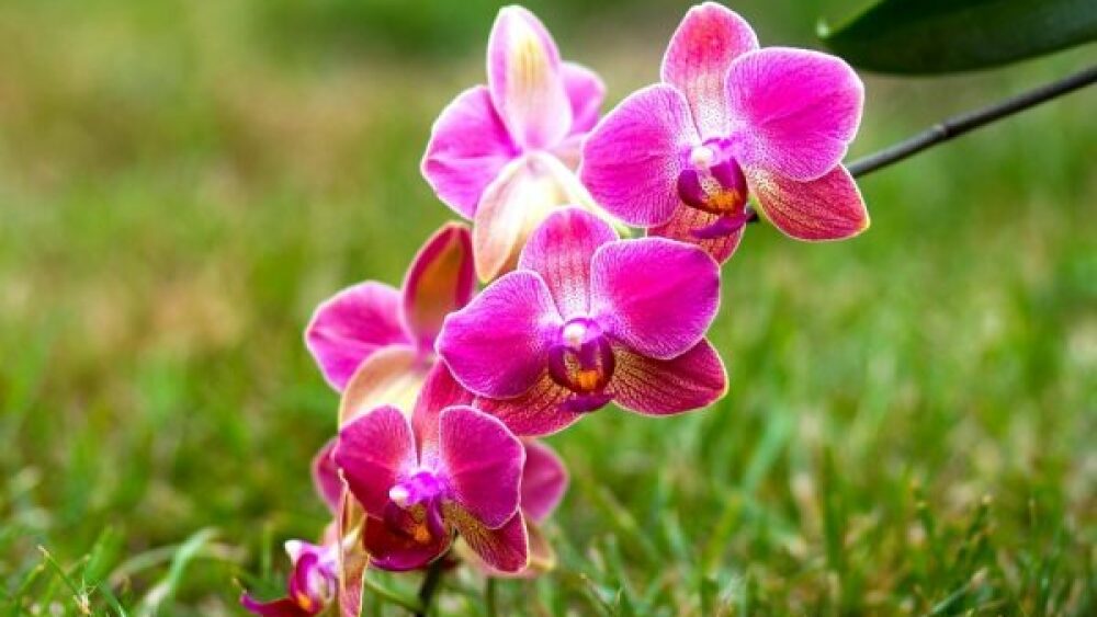 phalaenopsis-orchids-600x360.jpeg