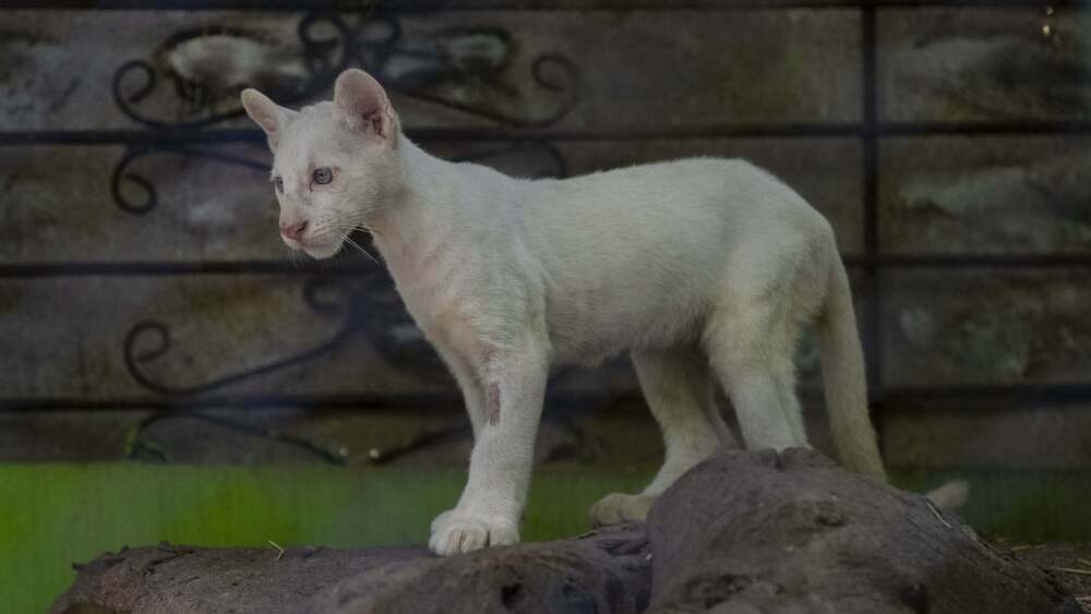 Presentan en público a Itzae, el primer puma albino nacido en cautiverio en Nicaragua