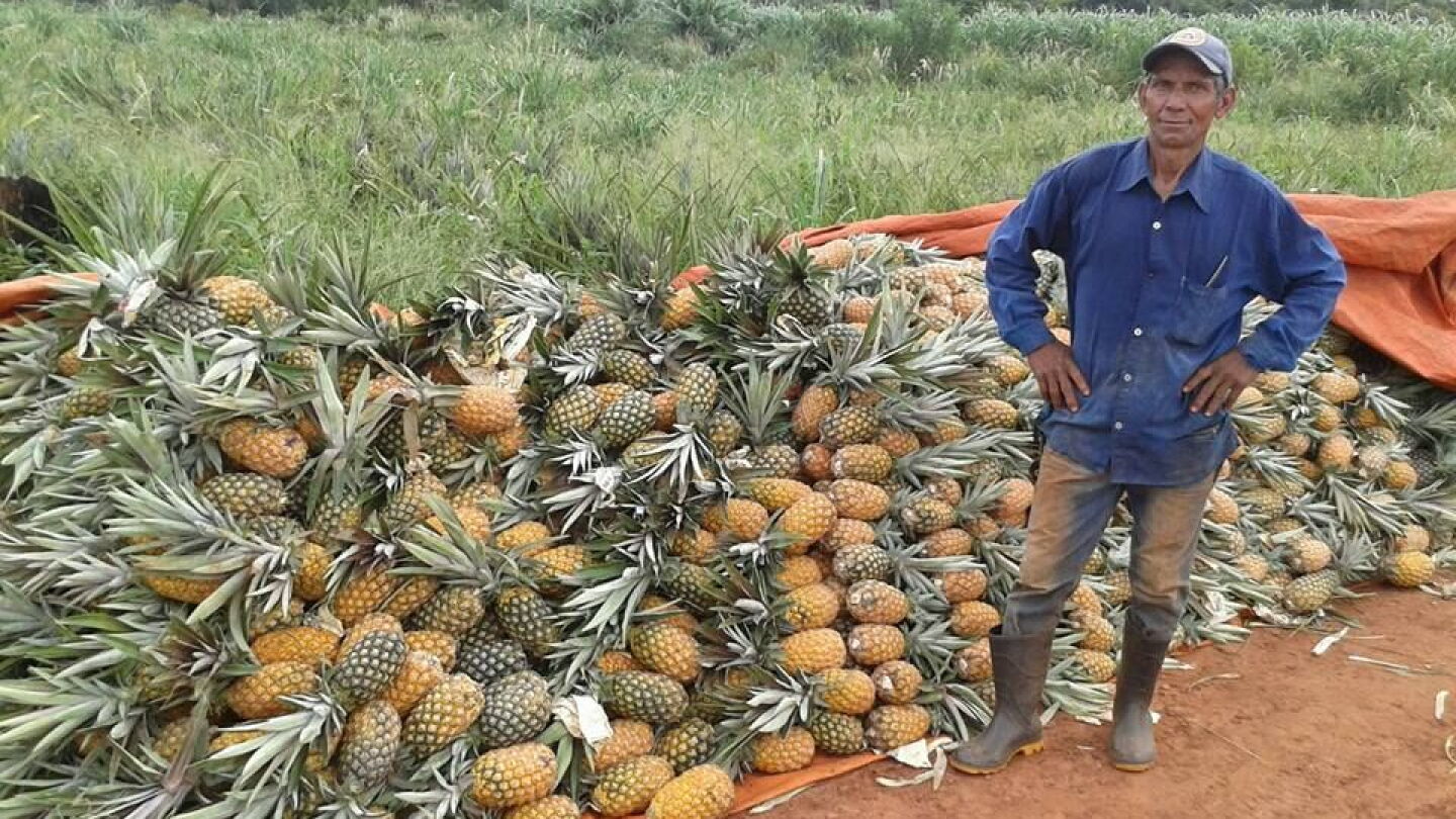 Venden piña a G. 1.000 por falta de mercado - Última Hora | Noticias de ...
