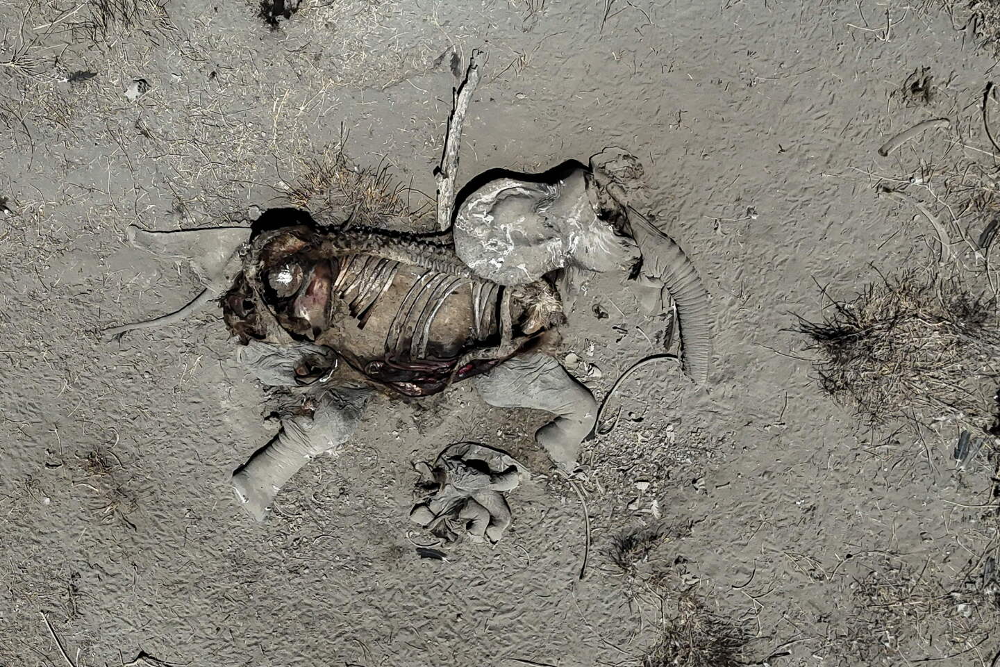 Kenia / Muerte de elefantes