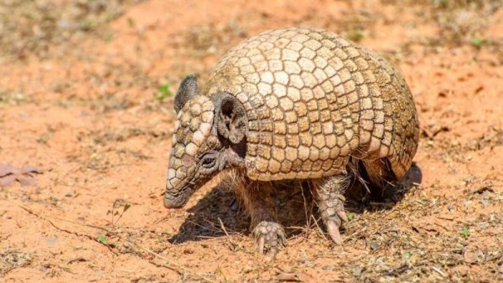 tatu-bolita-600x360.jpg