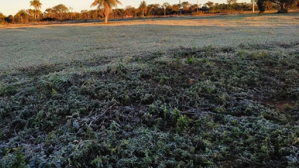 Colonias Unidas. Con gruesa capa de escarchas amanecieron los campos en esta zona del país.