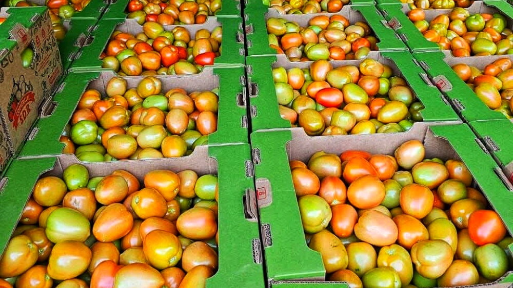 Exportación de tomate a la Argentina1.jpeg