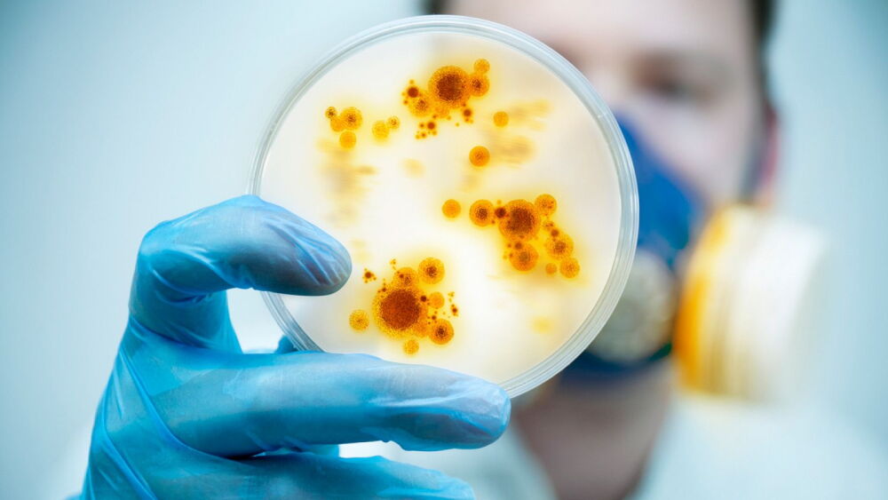 “Superbacteria”: Lo que se sabe de la variante conocida por su resistencia a los antibióticos 1446082.jpg