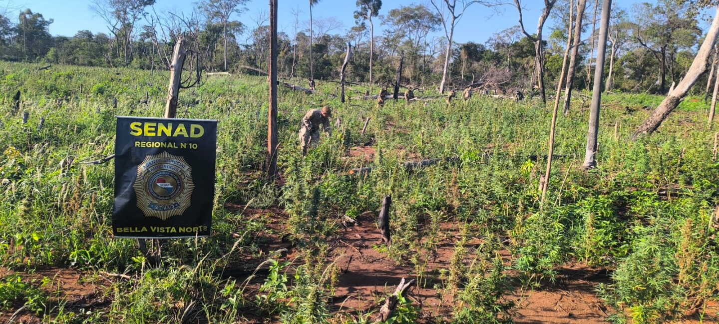 PLANTACION DE MARIHUANA.jpg