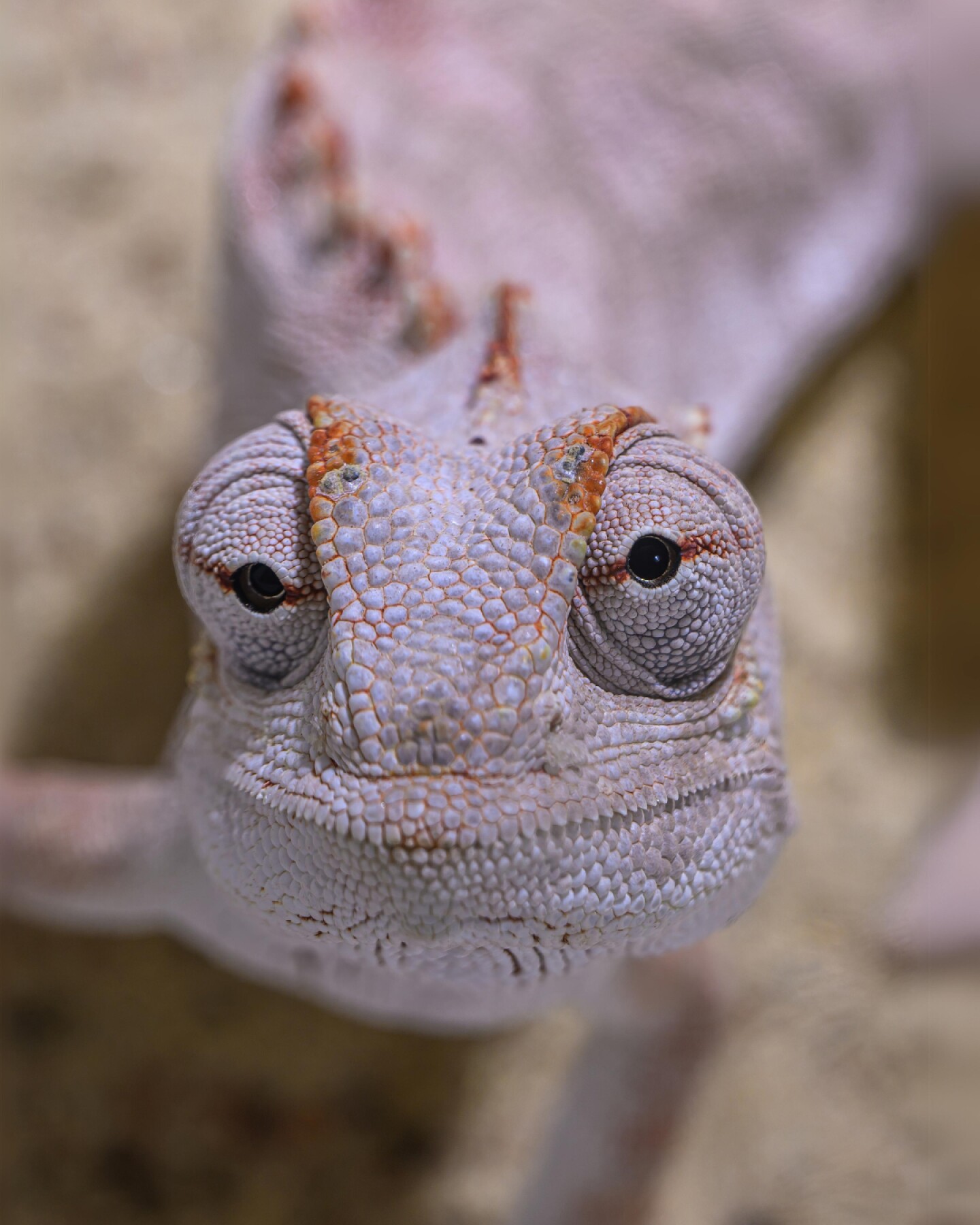 Por primera vez en el mundo, el camaleón del desierto (Chamaeleo namaquensis).jpg