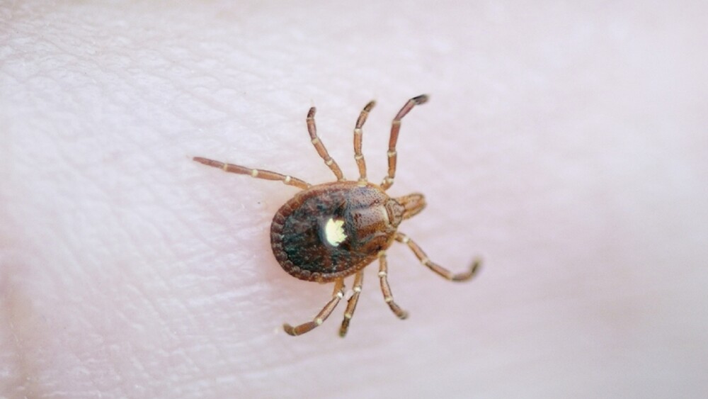 Lone Star Tick, Amblyomma Americanum