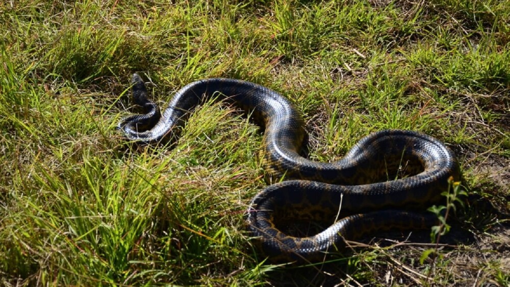 Kuriju en Asunción.jpg