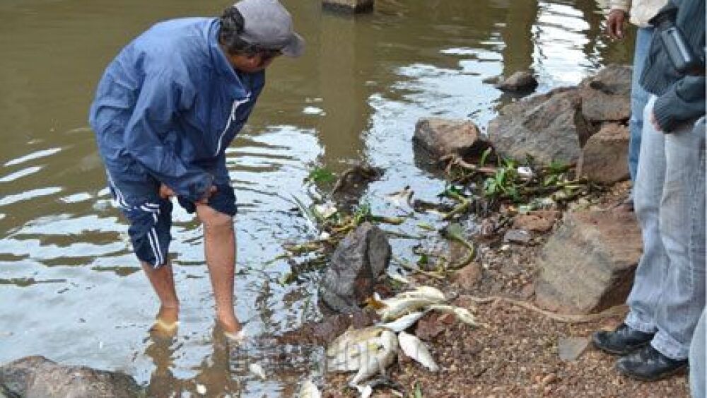 peces muertos en rio paraguay