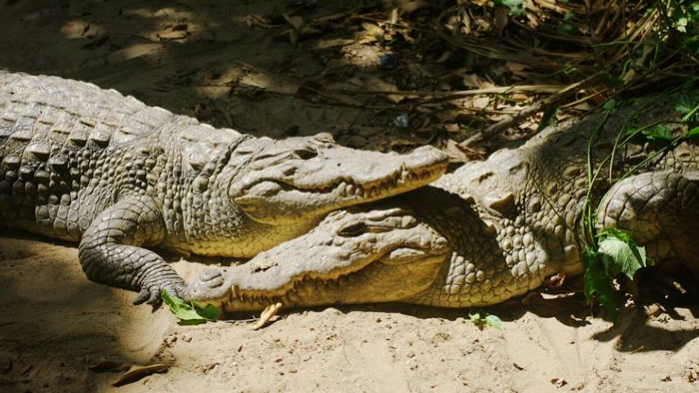 Cocodrilos no atacan cuando buscan pareja - Última Hora | Noticias de