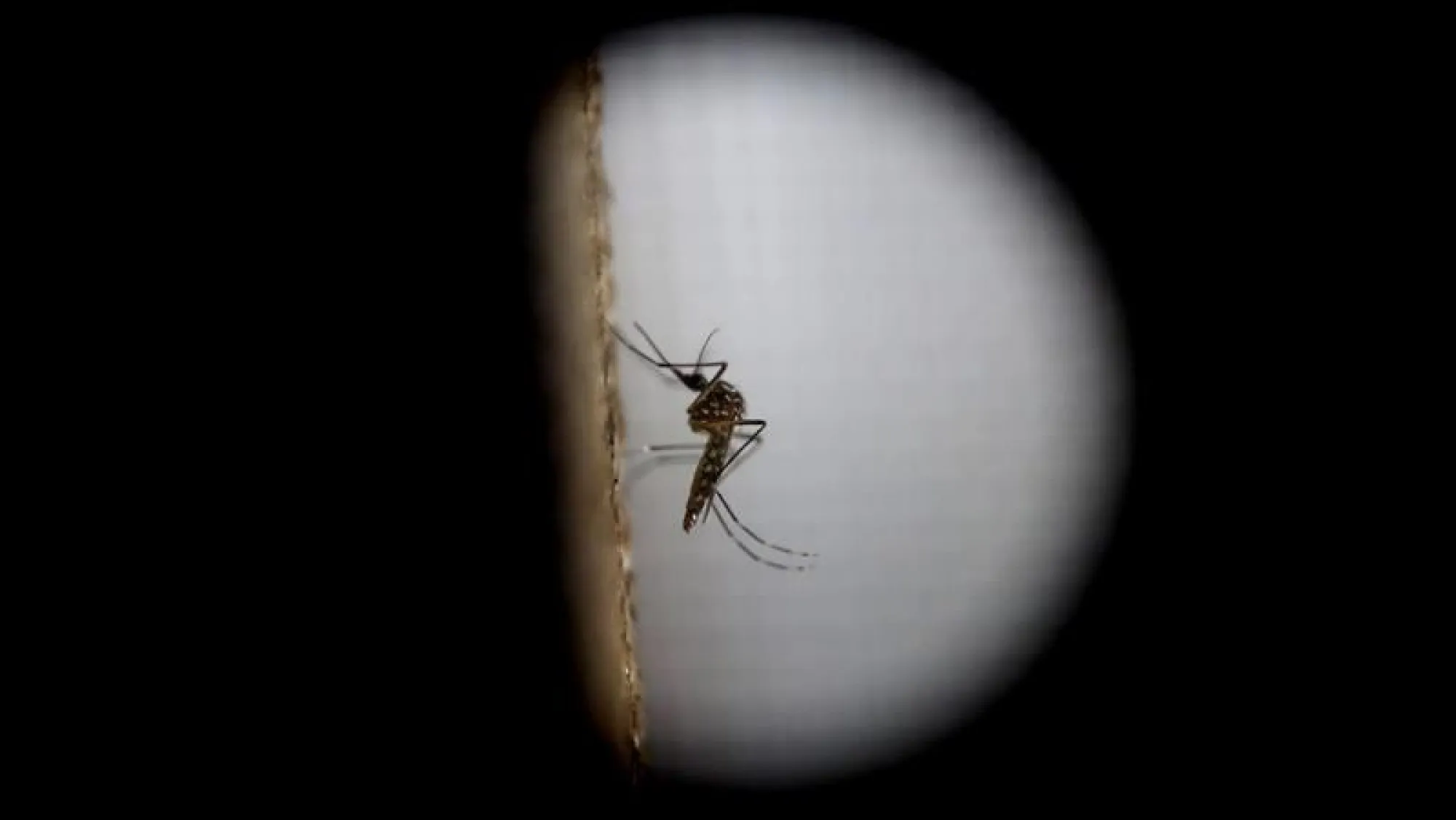 Niña de 6 años fallece por un cuadro de dengue en el Hospital de Caacupé Niña de 6 años fallece por un cuadro de dengue en el Hospital de Caacupé