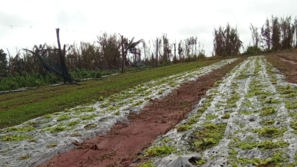 Producción hortícola1.jpeg