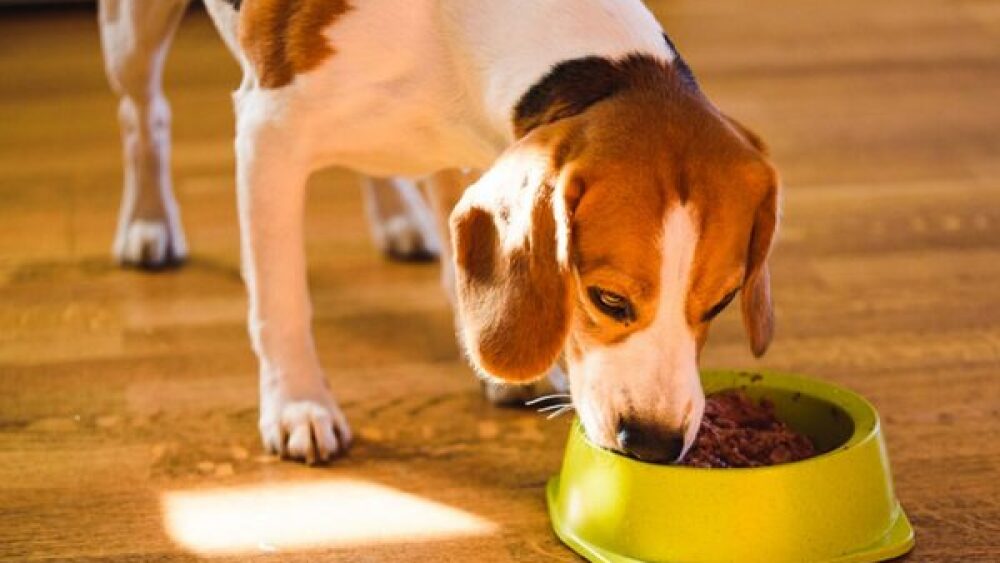 perro-600x360.jpg