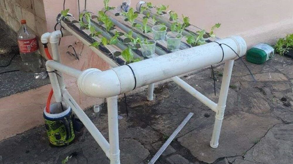 cultivo-hidroponico.jpeg