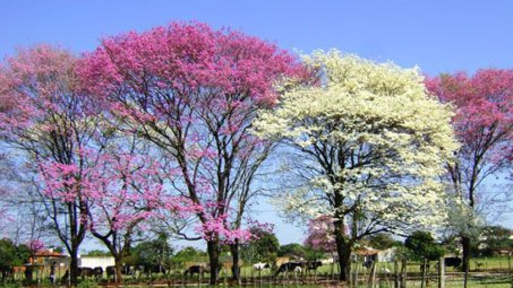 Lapacho Los lapachos llenan de color las calles de Paraguay - Última Hora ...