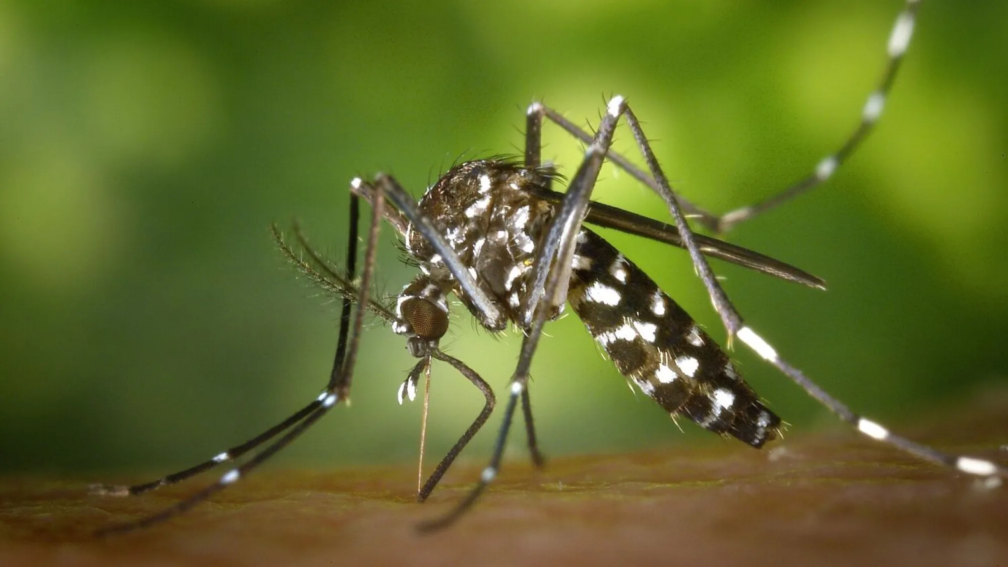 Dengue todo el año: El virus puede desatar complicaciones en órganos Dengue todo el año: El virus puede desatar complicaciones en órganos