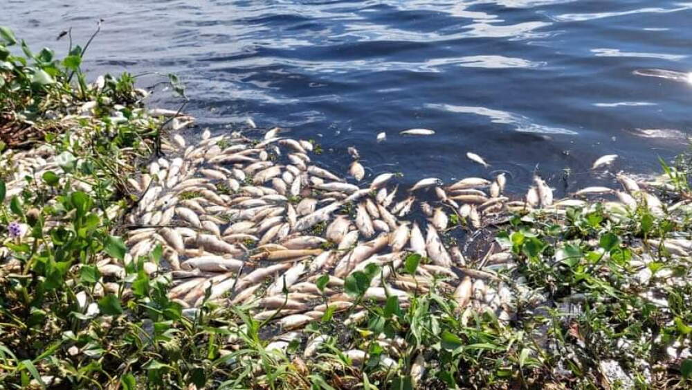 Mortandad de peces en arroyo Ñeembucú.jpeg